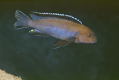 Chindongo sp. 'elongatus brown' Luwala Reef